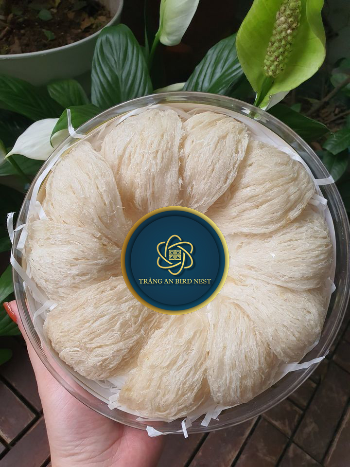 yến sào rút lông thượng hạng1
